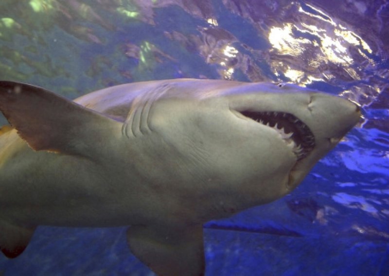 Koliko su opasni morski psi koji žive u Jadranu?