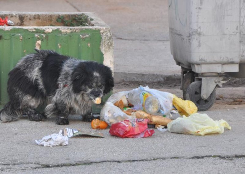 Doznajte kako ne bacati hranu u smeće