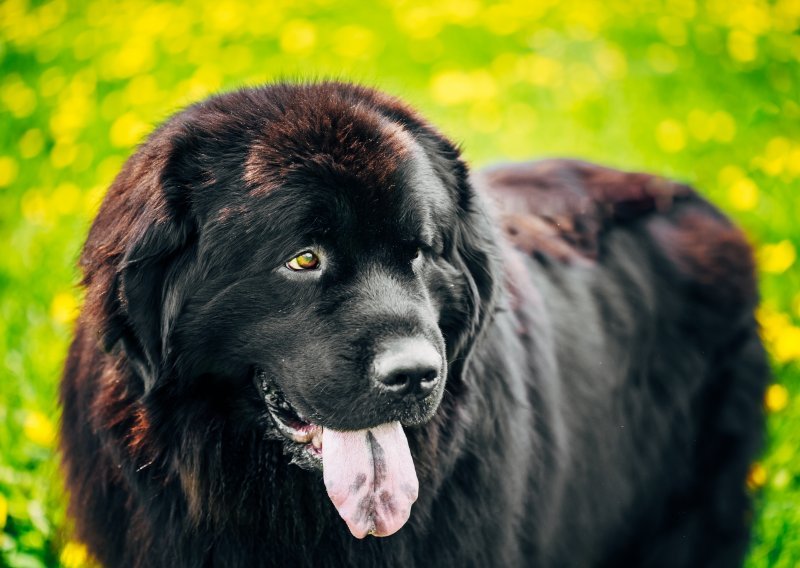 Zašto je možda baš newfoundland pas za vas?