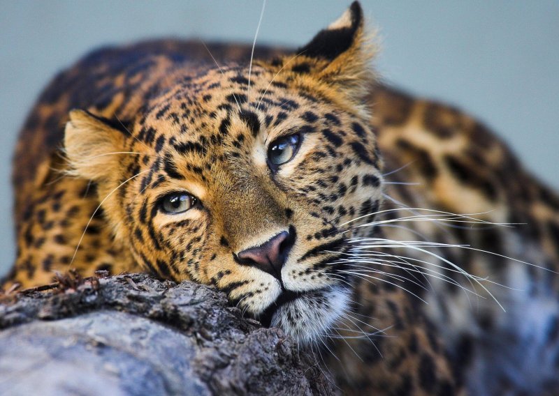 Upoznajte endemskog kineskog leoparda, novog stanovnika zagrebačkog ZOO-a