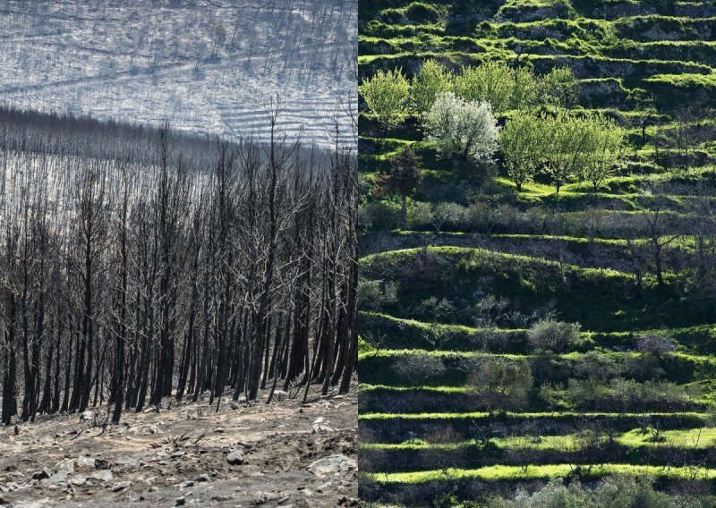 Fascinantna moć prirode: Žrnovnica se danas zeleni, a prije devet mjeseci bila je zgarište