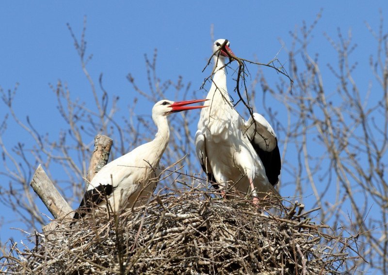 Zagrebački ZOO podsjetio nas je na tužnu priču o bijeloj rodi Tesli