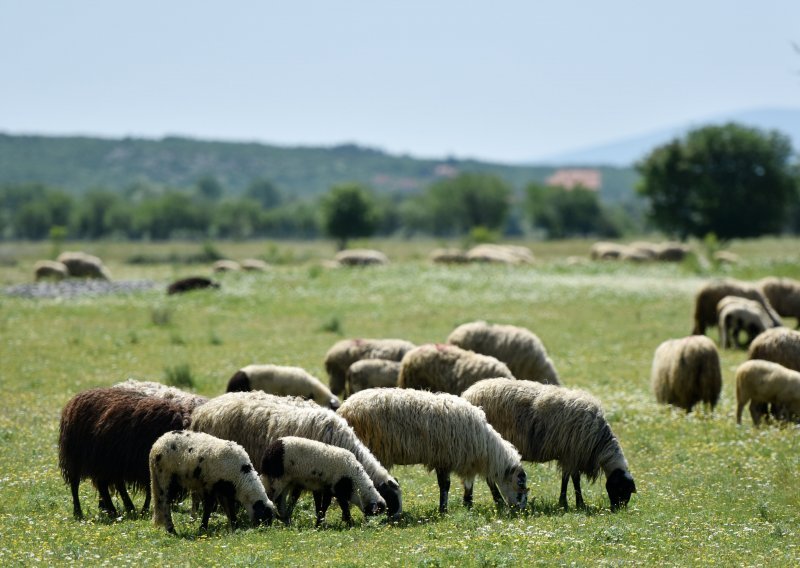 Deseci ljudi zaraženi brucelozom u Bosni i Hercegovini