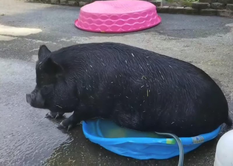 Svinja ne vjeruje da je bazen premalen za nju