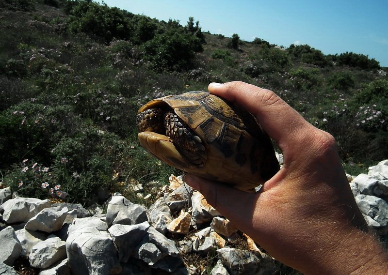 Nakon molitvenog seminara uhićen sa 209 kornjača