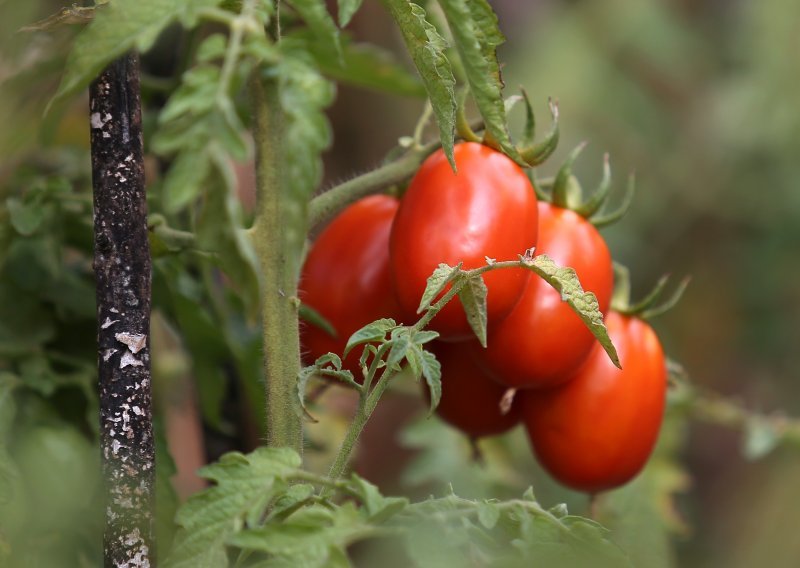Zašto Hrvati ne vole domaću rajčicu? Proizvodnja pala za gotovo četvrtinu