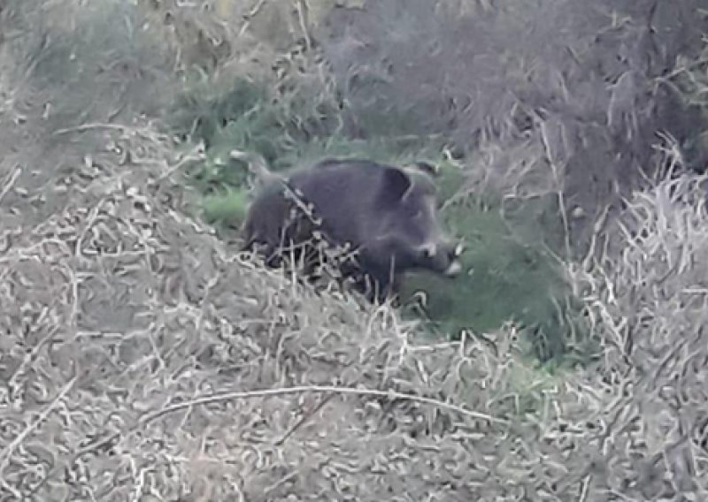 Vepar Špiro sa splitskog Marjana ustrijeljen zbog opasnosti od afričke svinjske kuge