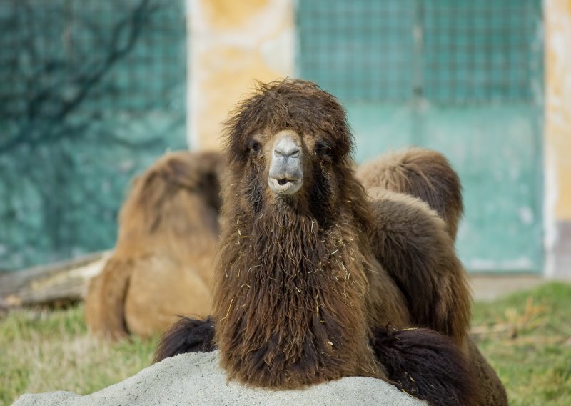 Želite dirati kožu antilope, vuka i krokodila? Dođite za vikend u zagrebački ZOO!