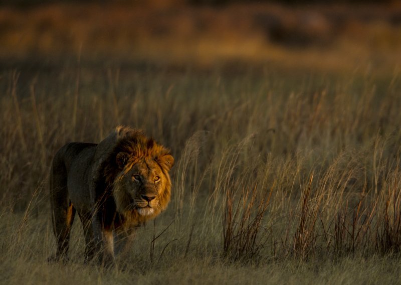 National Geographic Wild izdvaja mjesec velikih mačaka - rijetko viđeno ponašanje u programu punom akcije nedjeljom u 18:00 sati