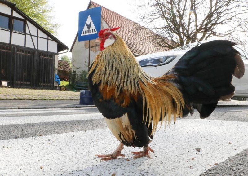 U Njemačkoj postavili posebnu zebru za kokoši