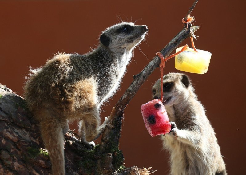 Pogledajte kako se u škotskom ZOO-u slade lijepe životinje