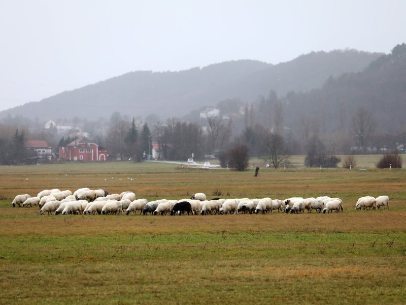 U Hrvatskoj Je Sve Više I Više Stoke, Najbrže Napreduje Sitnozuba I ...