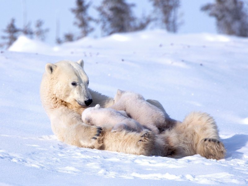 Животные выкармливающие детенышей молоком. Белый медведь с медвежатами. Детеныш белого медведя. Медведица с медвежатами. Белый медведь зимой.