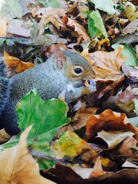 Parkovi Londona - St. James Park