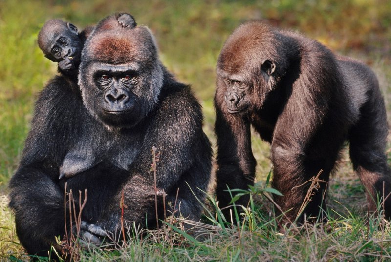 Горилла человекообразная обезьяна. Шимпанзе человекообразные обезьяны. Гориллы и шимпанзе в Африке. Проект большие человекообразные обезьяны. Вымершие обезьяны.