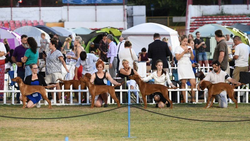 Ljetna noćna izložba pasa u Parku mladeži u Splitu