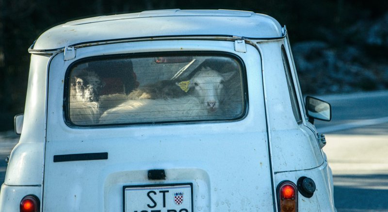 Prijevoz ovaca u automobilu na Braču