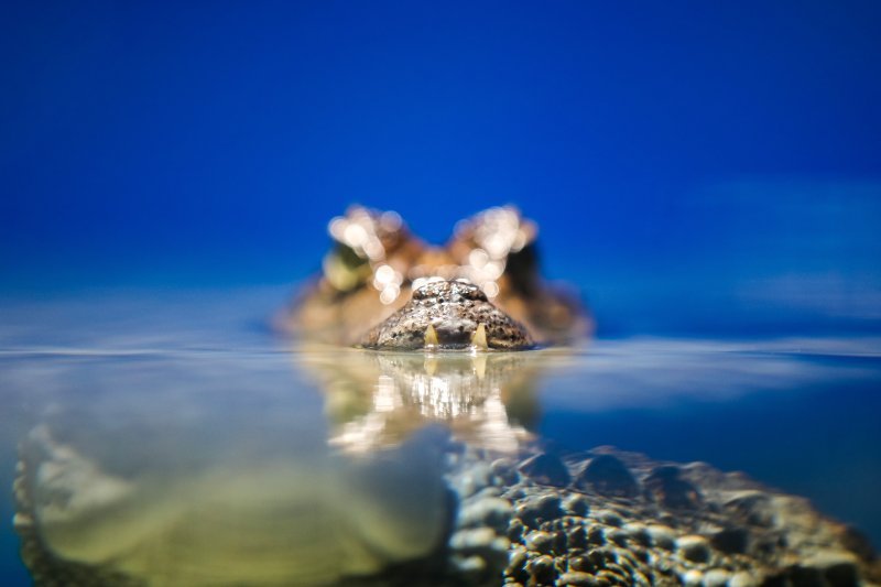 Obnovljeni pulski Aquarium