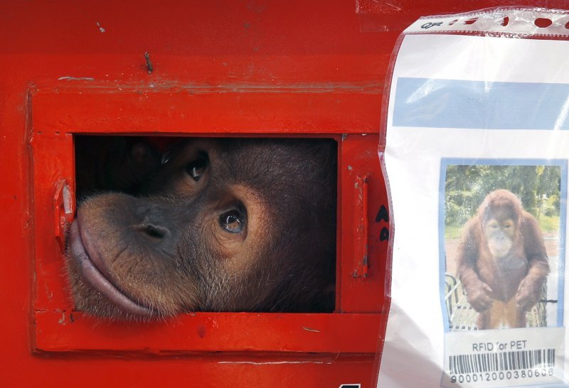 Sedmogodišnja ženka orangutana po imenu Shizuka jedna je od tri orangutana koji su spašeni nakon što su bili prokrijumčareni iz Indonezije u Tajland.