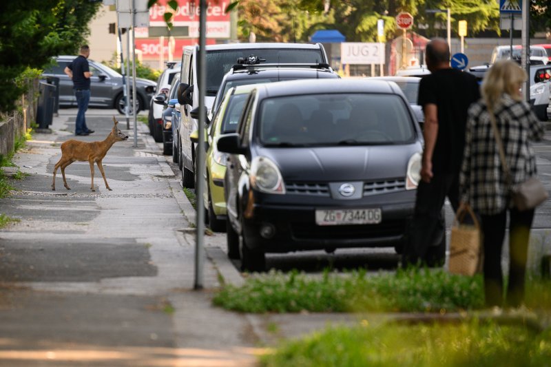 Srndać luta Zagrebom