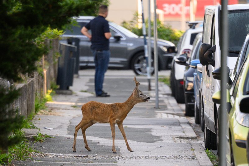 Srndać luta Zagrebom