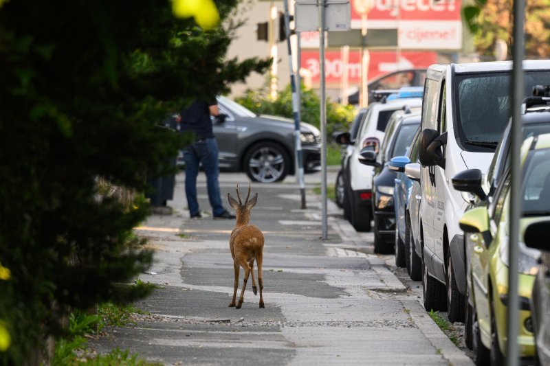 Srndać luta Zagrebom