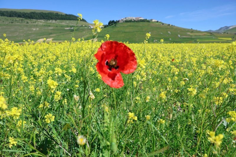 Pogled na rascvjetana polja oko sela Castelluccio di Norcia u talijanskoj regiji Umbria koja nude prekrasan cvjetni krajolik.