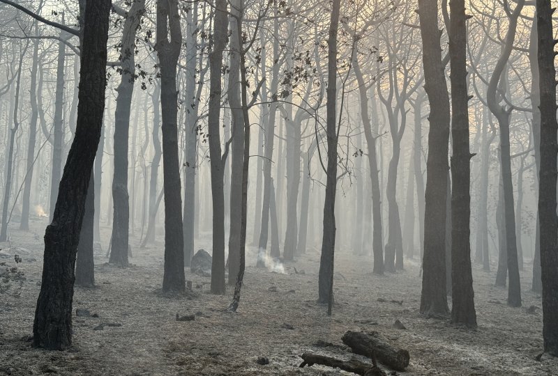 Apokaliptične fotografije uništene šume parka Biokovo