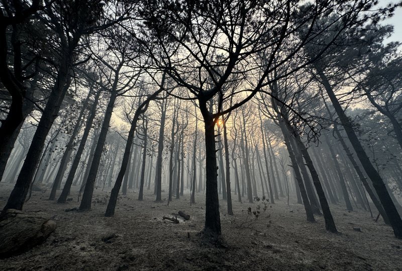 Apokaliptične fotografije uništene šume parka Biokovo