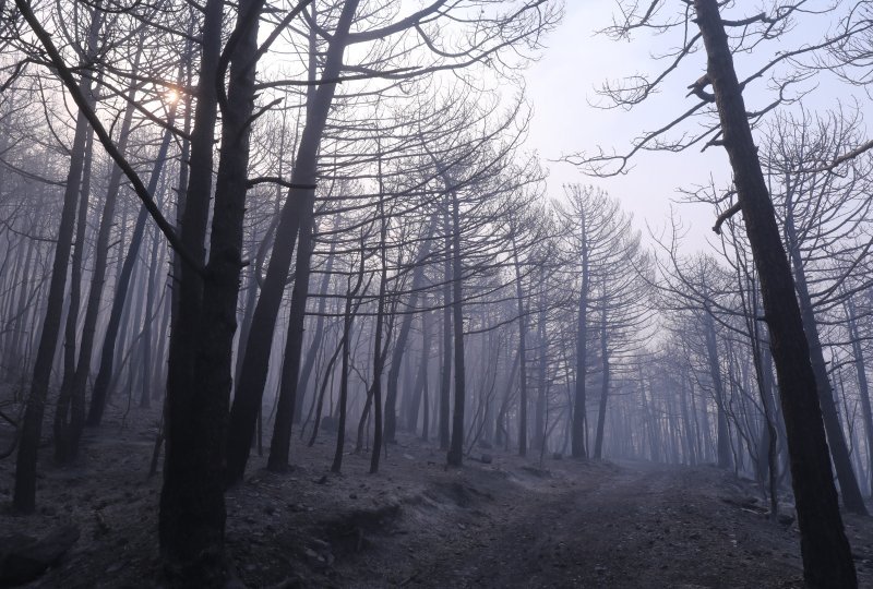 Apokaliptične fotografije uništene šume parka Biokovo