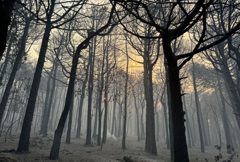 Apokaliptične fotografije uništene šume parka Biokovo