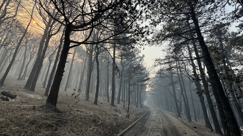 Apokaliptične fotografije uništene šume parka Biokovo