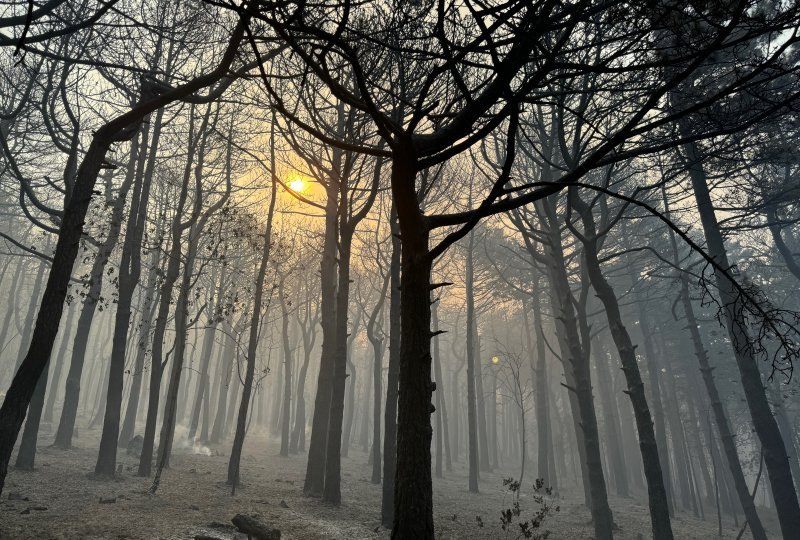 Apokaliptične fotografije uništene šume parka Biokovo