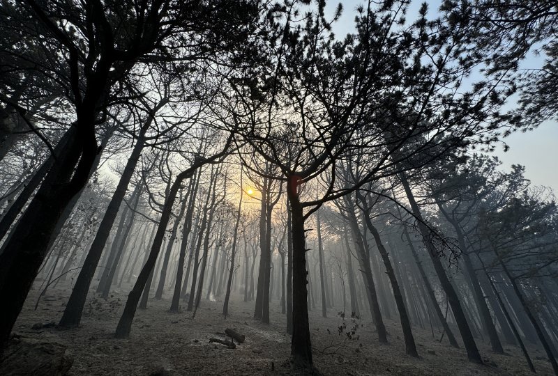 Apokaliptične fotografije uništene šume parka Biokovo