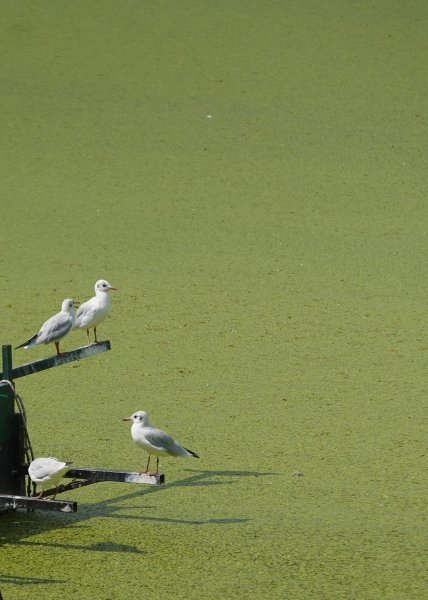 Sava u Beogradu zelene boje