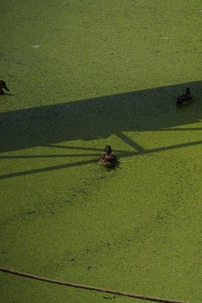 Sava u Beogradu zelene boje