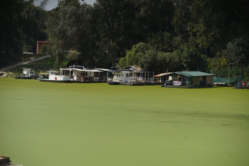 Sava u Beogradu zelene boje