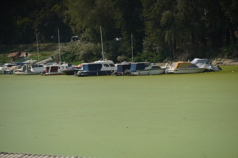 Sava u Beogradu zelene boje