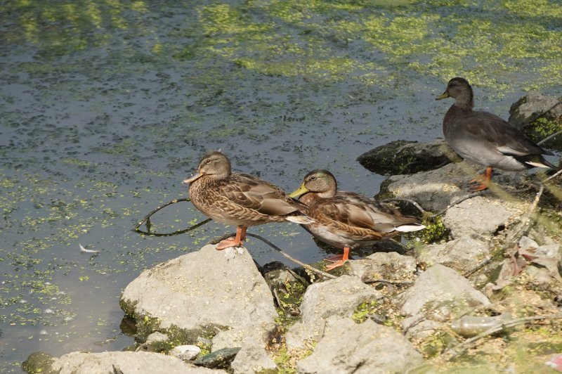 Sava u Beogradu zelene boje