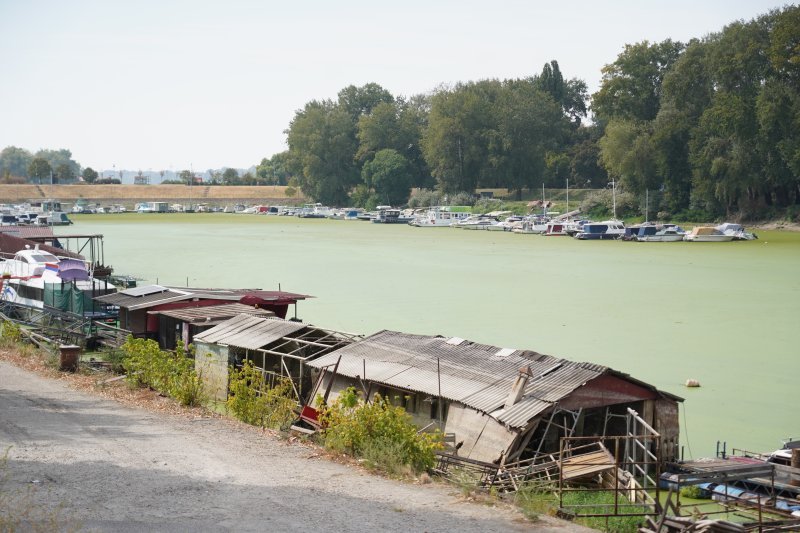 Sava u Beogradu zelene boje