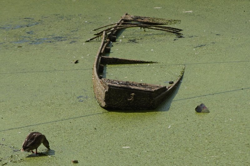 Sava u Beogradu zelene boje