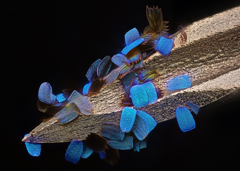 12. Ljuske krila leptira (Papilio ulysses) na igli medicinske štrcaljke