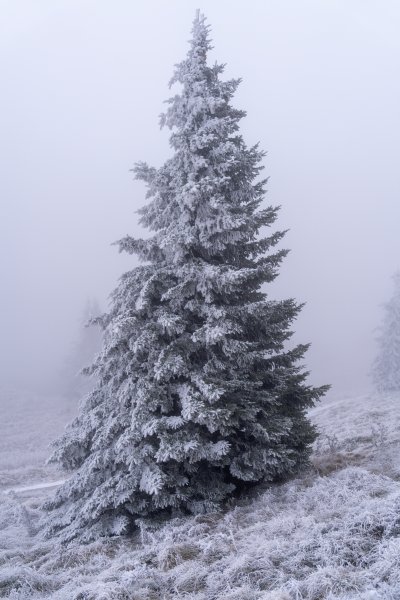 Snijeg na Zavižanu