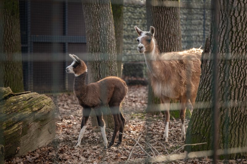 U zagrebačkom zoološkom vrtu na svijet je došla beba ljama