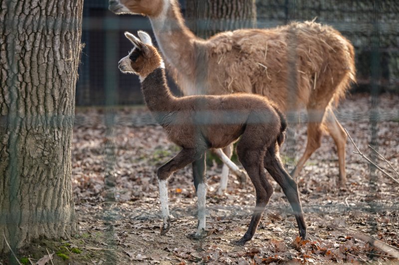 U zagrebačkom zoološkom vrtu na svijet je došla beba ljama