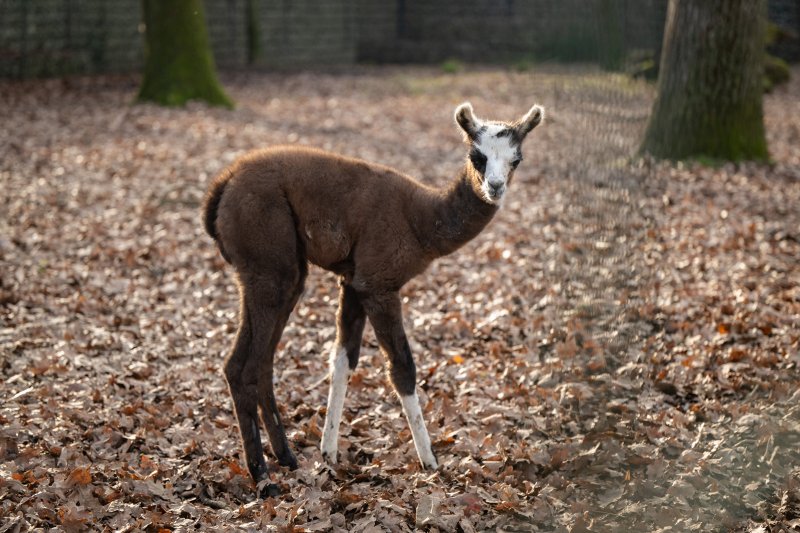 U zagrebačkom zoološkom vrtu na svijet je došla beba ljama