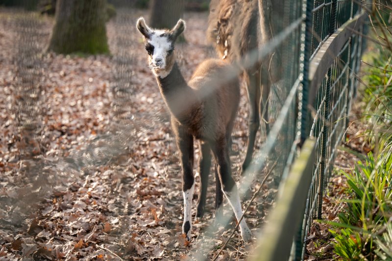 U zagrebačkom zoološkom vrtu na svijet je došla beba ljama