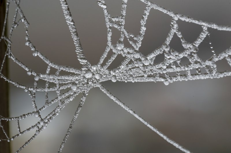 Smrznuta paukova mreža u španjolskoj Zaragozi.