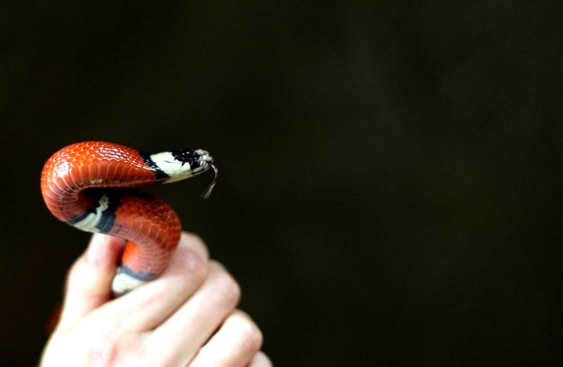 Meksička mliječna zmija u tropskoj kući u zagrebačkom ZOO-u