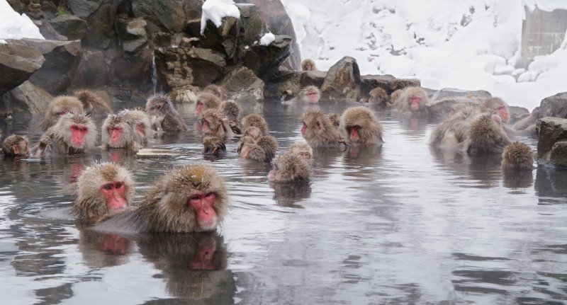 Makaki uživaju u japanskim toplicama